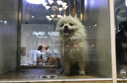 重庆宠物网,宠物店、领养信息及选购指南